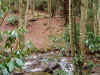 pine3.JPG (97070 bytes)