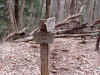 pine4.JPG (100018 bytes)