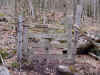 pine9c.JPG (95640 bytes)