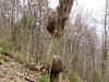 pine9d.JPG (93408 bytes)