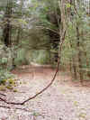 pine9e.JPG (81225 bytes)