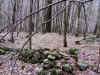 elk3.JPG (102125 bytes)