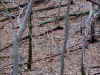 elk4.JPG (107773 bytes)