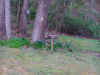 dam1a.JPG (77547 bytes)